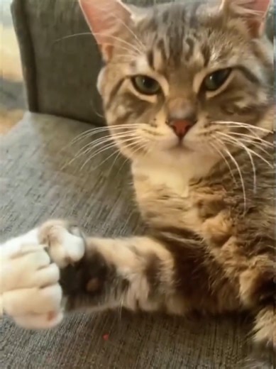 #cat #cute #catvideo #cutecat #funnyvideo | cat video