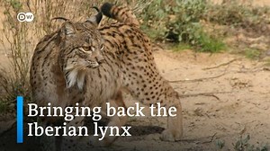 🐾The Iberian #lynx was once on the brink of extinction. Despite the bleak outlook, scientists in 🇪🇸 Spain and 🇵🇹 Portugal have been able to turn things around. Investment and a breeding program are giving the species a new chance. 🐾 | DW Environment