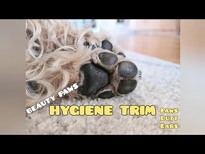 How to trim you dogs paws, butt and ears | Dog grooming tutorial
