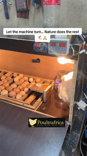 No hands. Just science and life 👇👇👇👇 #kienyeji #kienyejichicken #broiler #farmlife #broilers #poultry #layers #SmartFarmingKenya #poultryboss | Poultry farming kienyeji chicken kari kuroiler layers broilers