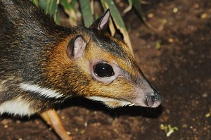 Philippine mouse deer ~ Everything You Need to Know with Photos | Videos