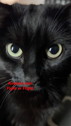 AIRPLANE EARS black cat