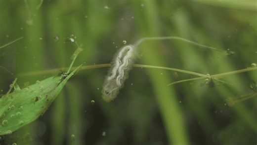 What Does A Rat Tailed Maggot Turn Into?