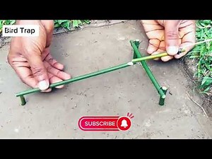 Unbelievable Bird Trap in Gabir Forest 🦅 |Real Footage | Shocking Forest Trap Technique Birds Caught