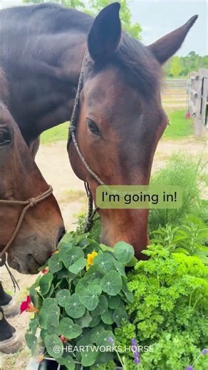 A Horse Herb Garden? Come See Who Picks What.