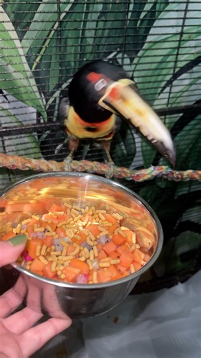 Breakfast for my picky poop machine #toucan #birds #exoticanimals | Tango Thedwarf Caiman