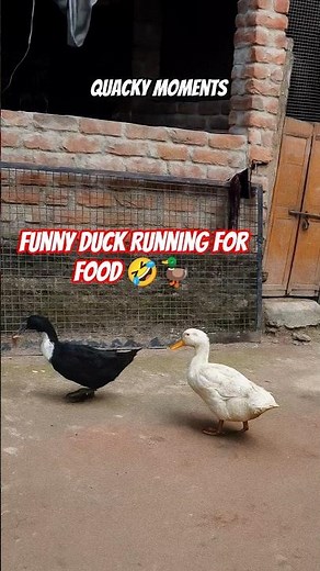 😂 Funny Duck Running for Food 🤣🦆 #duck #animalshorts #shorts
