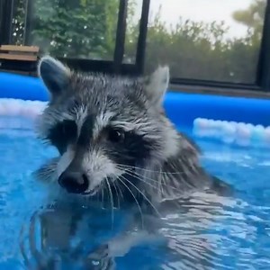 Raccoon pool party! 🌊🦝 Cre: IG @raccoon_uuu | Happy Raccoons