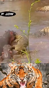 2M views · 8.2K reactions | Crocodile Attacks Baby Hippo 鍊 #WildlifeEncounter #PredatorPrey #AnimalBehavior #NatureDocumentary | Tribeni Online | Facebook