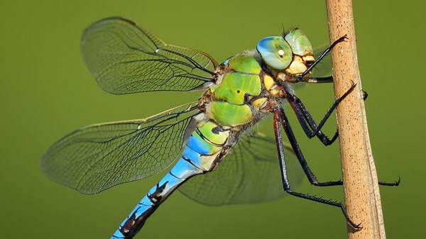 A Massive European Dragonfly ~ The Blue Emperor (Anax imperator) 🧚‍♂️