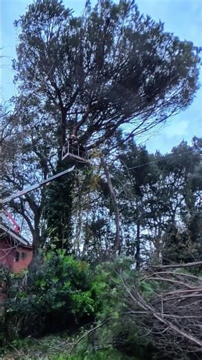 Potatura albero con Teleferica tree cutting with cable rope skyline logging speedline