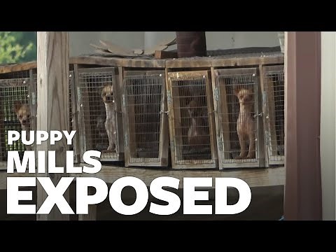 The cruel reality of puppy mills