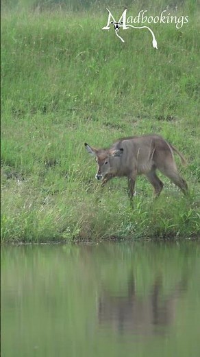 Waterbuck in the Kruger National Park, South Africa.
