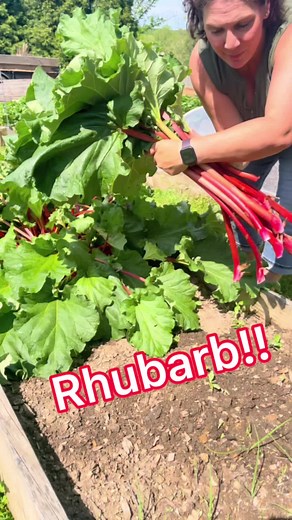 Rhubarb - what you need to know! #rhubarb #perennial #springgarden
