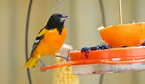 Top 14 Best Oriole Feeders Reviewed and Rated in 2025