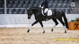 21K views · 733 reactions | 136. Verdener Elite-Auktion am 12....