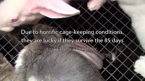 208 reactions · 66 shares | How do we tell our children that millions of rabbits never get to breath fresh air? Sign the European Citizens' Initiative to end the cage age. | FOUR PAWS | Facebook