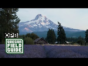 A little bit of lavender paradise | Oregon Field Guide | OPB
