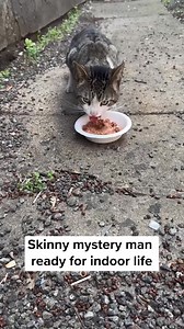 This cat had been appearing behind a volunteer's building for months, rubbing up against their legs and asking for pets. Skinny, sweet, and a total mystery to the neighborhood despite asking around. We named him McCrunchy, and thanks to you he's safe inside enjoying every meal and scritch to the fullest. Now he’s headed to foster, where he'll continue to get the rest and care he deserves. 🐾 | Flatbush Cats
