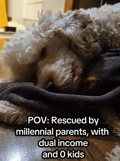 Maverick is one very lucky rescue pup 🐶 #lucky #cockapoo #doodle #dogs #dogs doptdontshop