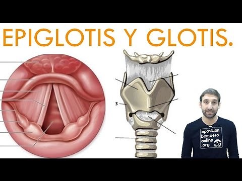 EPIGLOTIS GLOTIS