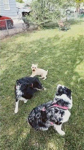 Little Bear the mini Australian Shepherd playing with his puppy friend #miniaustralianshepherd