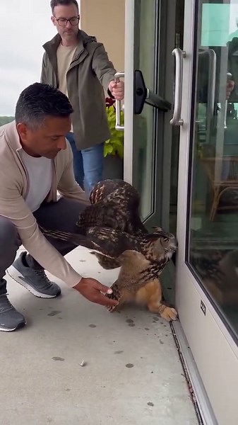A frightened owl desperately flapped its wings after getting its leg stuck in a glass door. Thankfully, rescuers arrived in time and safely set it free. 🦉🙏 #AnimalRescue #WildlifeRescue #Animals #savewildlife
