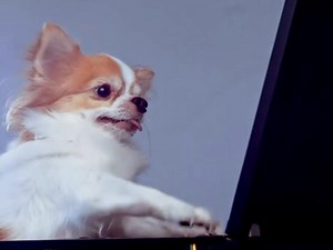 Best Friends Animal Society: Pet-to-Pet • Ads of the World™ | Part of The Clio Network