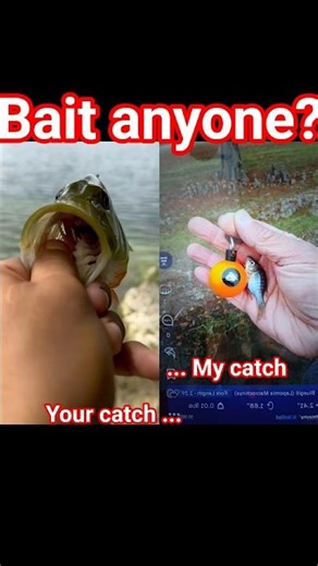 When Everyone Catches Fish… and I Catch Bait