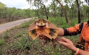 捕捉到一只野生伞蜥 | Chlamydosaurus kingii | Arlo Wilson-Wells（2019.1.10）