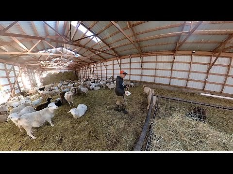 The cost of confinement for sheep