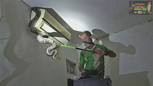 Snake bites | big snake bites bitten top 10 snakes vs medical insurance