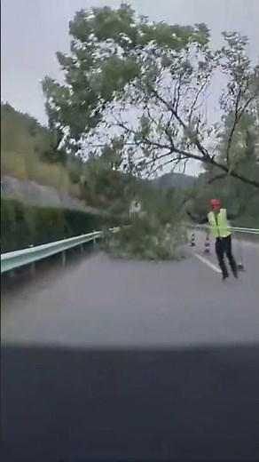 🚗💥 A Split-Second from Disaster! Tree Falls Right in Front of Moving Car.