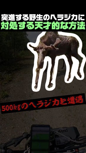 突進する野生のヘラジカに対処する天才的な方法