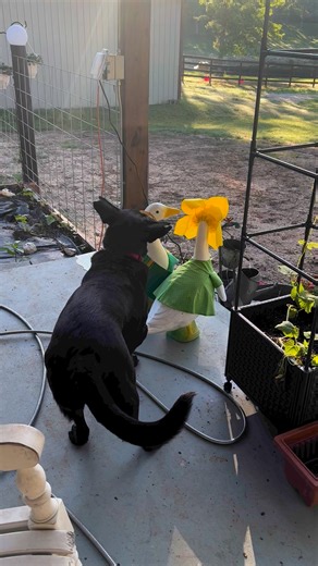 86K views · 7.5K reactions | Stella did not want Fred to be so fashionable #goose #dog #funny | From Suits to Boots | Facebook