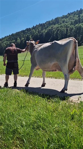 Schärz BS Grischa Star Balia-ET 🔥🐂 #braunvieh #brownswiss #morethanmilk #dairyfarming #dairycow