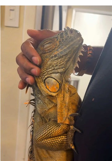 Although iguanas get a bad wrap some of them can be nice and make great pets #RocketThelguana #pet #iguana #petsoftiktok #petlover