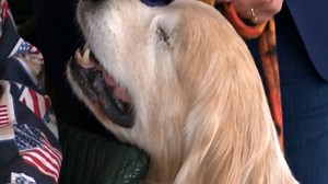 Blind Service Dog Continues To Give