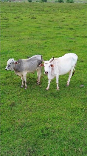 COWS AND BIRS SHOOT WITH DJI MINI 3