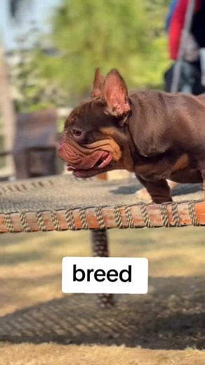 Discover Adorable Dog Breeds on TikTok