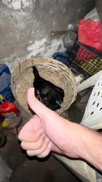 New eggs For Saima Heavy raining Aseel Kurak Murgi🐓hen brooding cycle day 003 #pets #broody #shorts