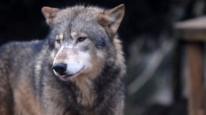 On-the-run Colchester Zoo wolf shot dead