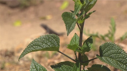 Study: Plant's root direction can help fight global warming