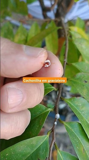 Você sabe de onde vem o carmim, pigmento natural usado nos alimentos?