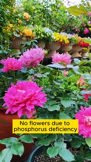 Treat withered yellow leaves and roots with onions #gardening #garden #gardeningtips #gardenlife #gardeninspiration #gardenideas #gardenlove #gardendesign #gardenersofinstagram #gardenersworld #garden_styles #gardenphotography #gardenlovers #gardenerslife #gardenart #gardenbeauty #gardensofinstagram #gardenplants #gardenviews #gardenersparadise #gardenista #gardeningcommunity #gardenloversclub #gardenaddict #gardeners #gardenerslife | Gardening Ideas