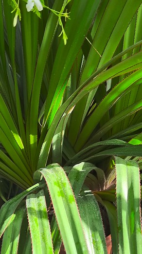 22 reactions · 3 comments | Pandanus utilis | Elias Tsirozidis | Facebook