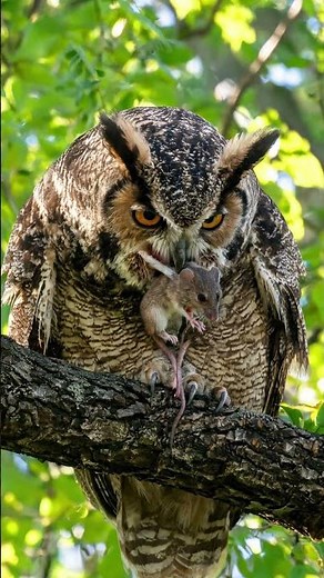 Búho Real #BuhoReal #BuboBubo #AvesRapaces #Wildlife #AnimalFacts #Documental #Fauna #Depredadores