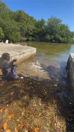 There was a lot of Tarpon rolling at the dock while we were clearing the fish we caught today, so I threw a piece of cut meat out there and hooked up 🔥🎣💯 #hoodfishing #fishing | Hoodfishing Entertainment