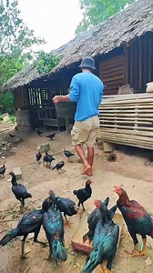 memberi makan ternak ayam #farm | Mikaza Ternak