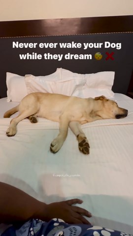 CASPER 🐾|| The English Labrador ||💛 on Instagram: "Those who don’t have any idea about it, This state I am in right now is called REM ( Rapid Eye Movement ) So following the old saying “let sleeping dogs lie.” Never wake your Dog up mainly during this period. If you do so, then it will directly affect Dog’s state of mind making them uncomfortable sometimes fearful and aggressive. If there are SMALL CHILDREN around at your home, it’s important to teach them not to interact with them when they s